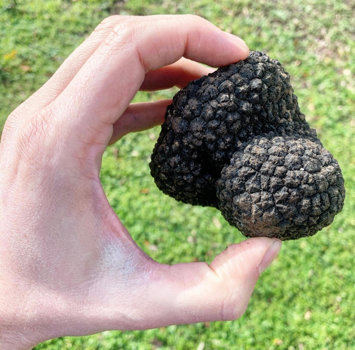 Fresh Black Summer Truffle - Italian origin, Wildcrafted