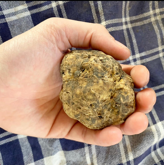 Fresh Alba White Truffles! LIMITED SUPPLY!