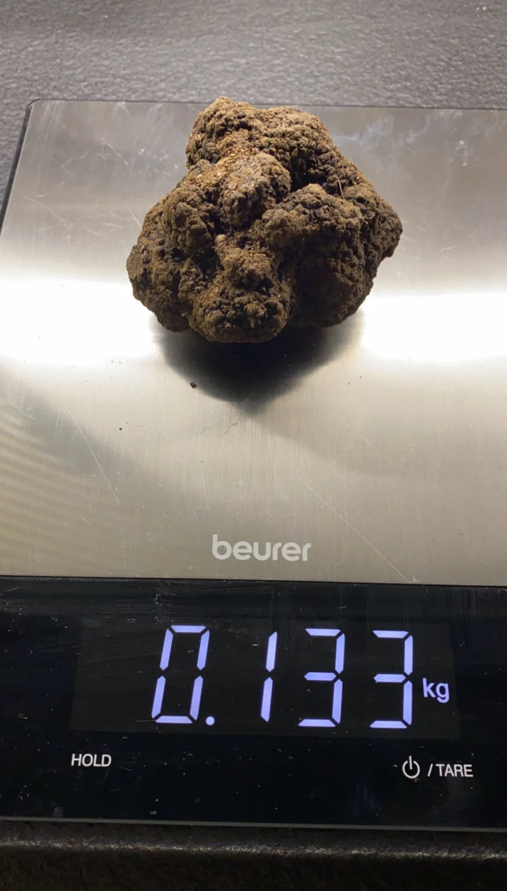 Black Winter Truffle (Tuber Melanosporum)