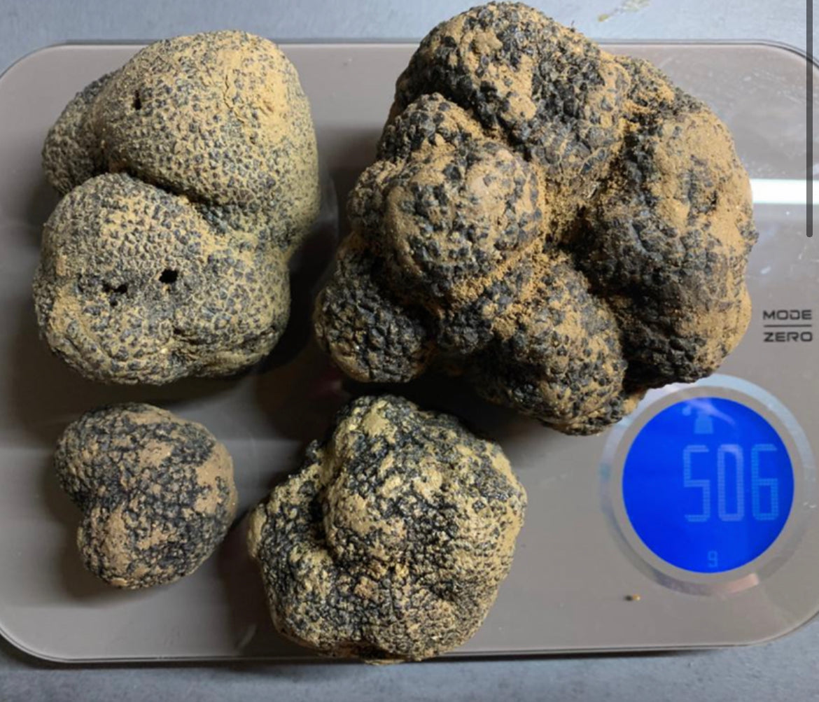 Black Winter Truffle (Tuber Melanosporum)