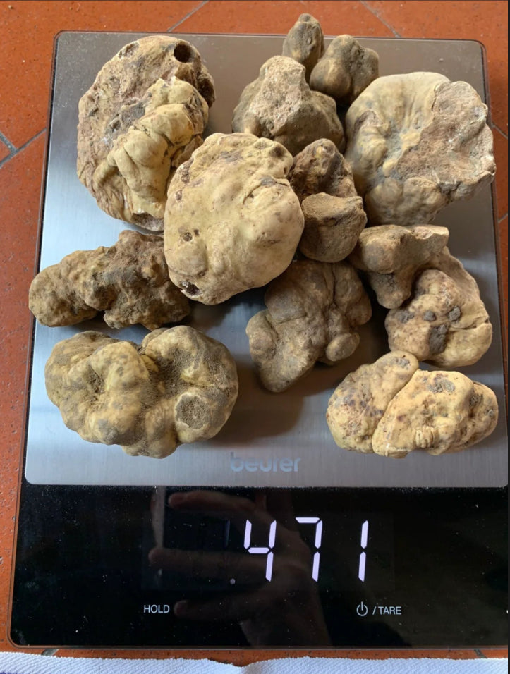 Fresh Alba White Truffles! LIMITED SUPPLY!